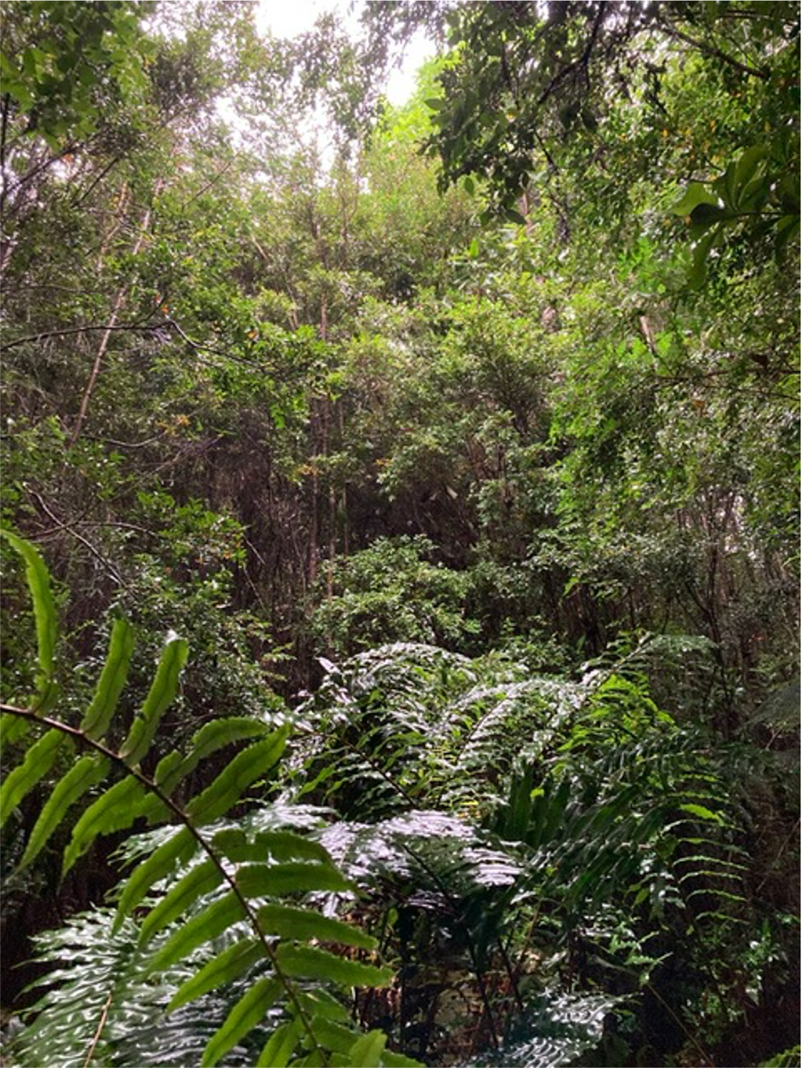 PARCELAS EN CORRENTOSO, PARQUE NACIONAL ALERCE ANDINO, PUERTO MONTT - Imagen 3