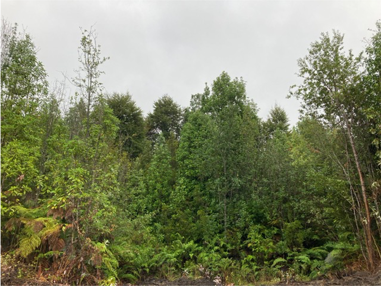 PARCELAS EN CORRENTOSO, PARQUE NACIONAL ALERCE ANDINO, PUERTO MONTT - Imagen 2